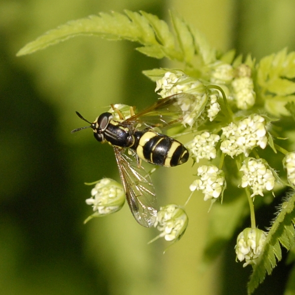 Syrphidae